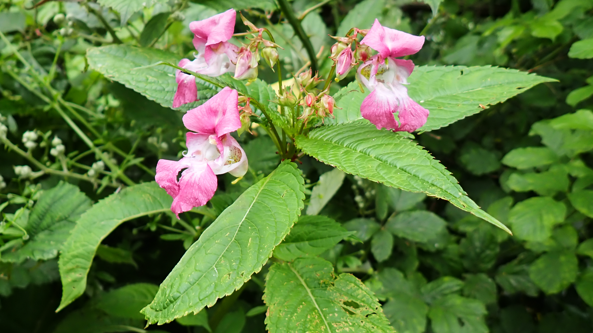 Himalayan balsam