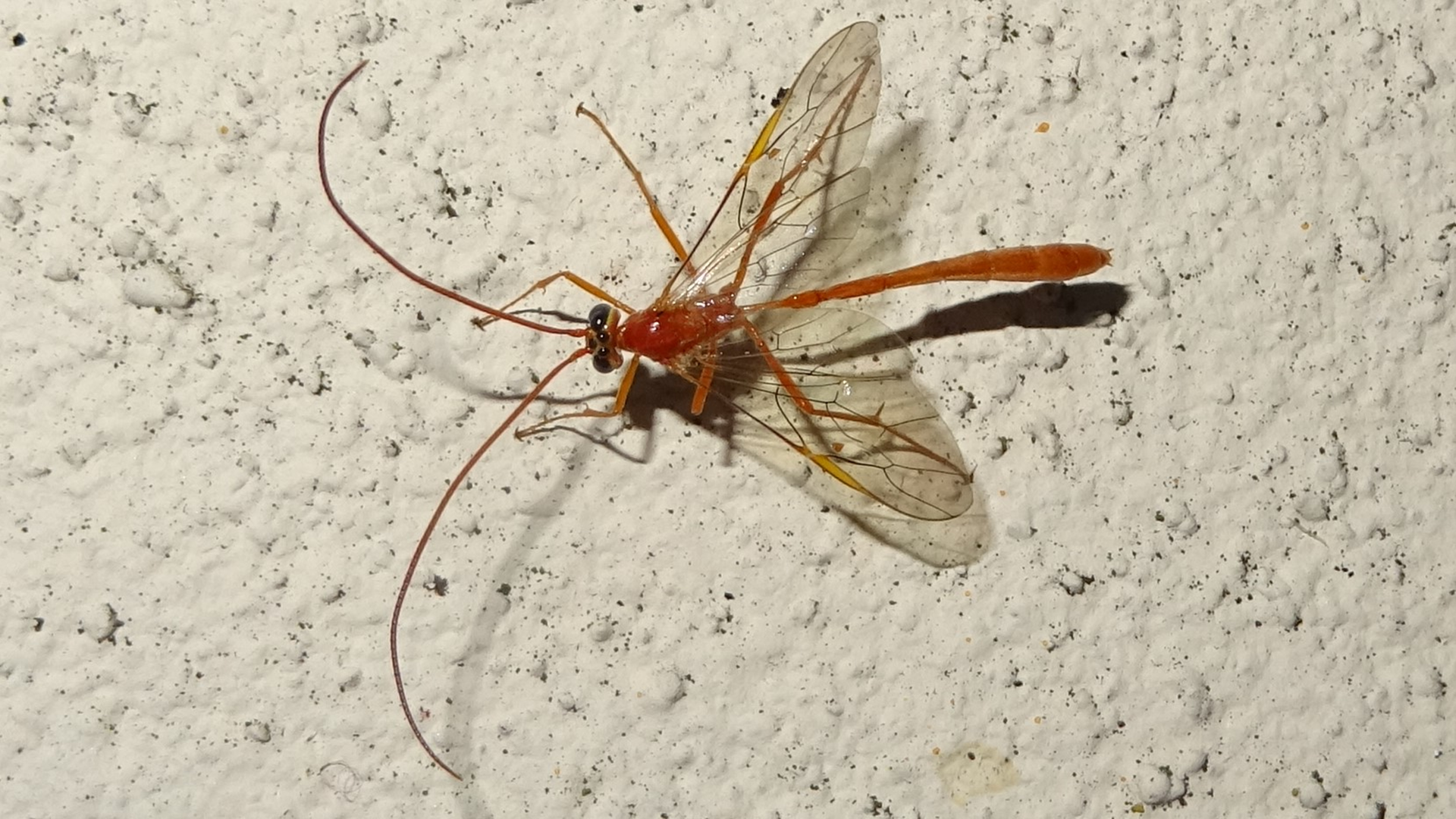 Ichneumon
Enicospilus cerebrator