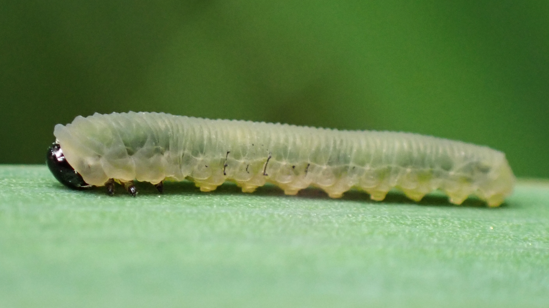 Iris Sawfly larva