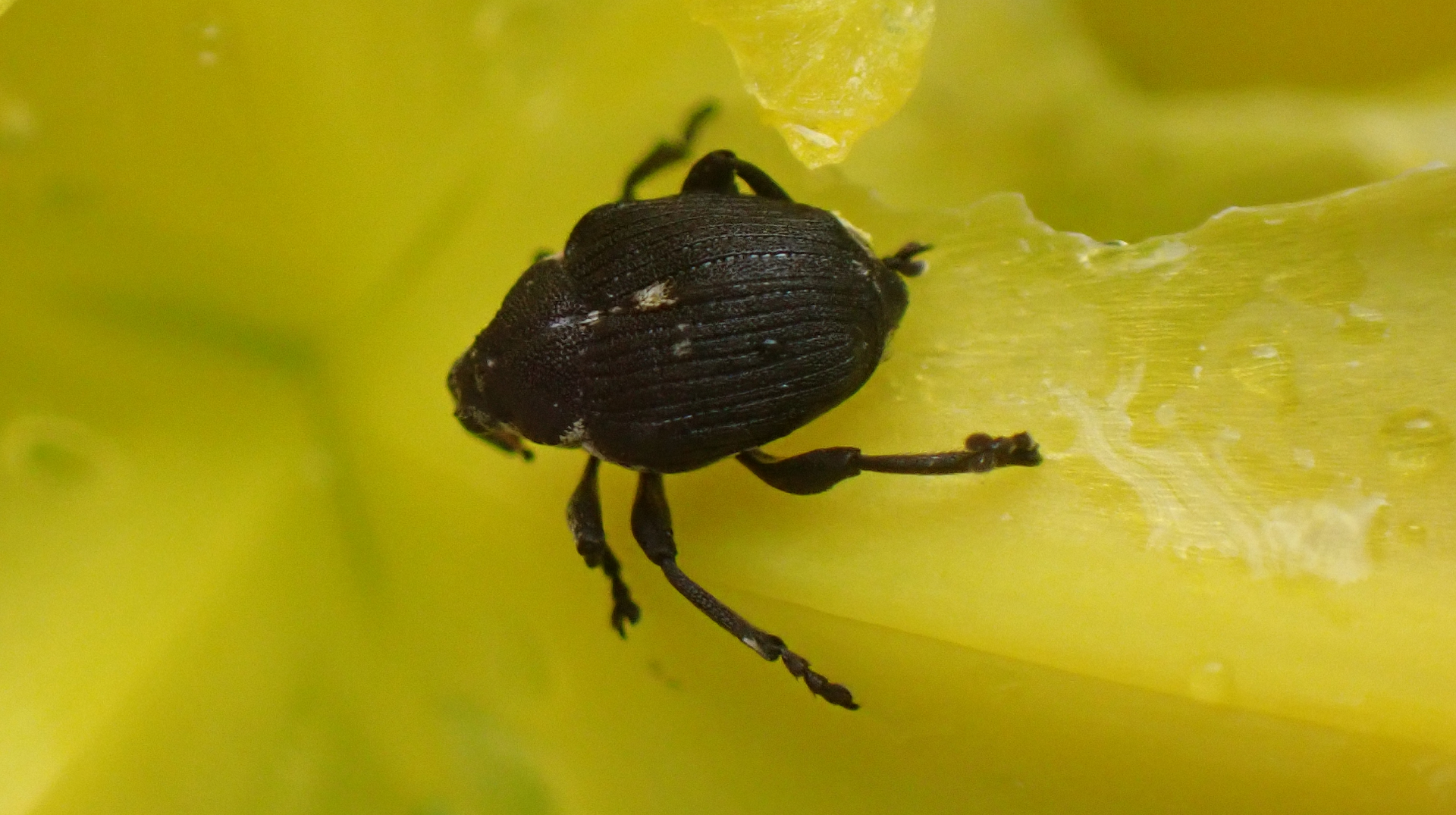 Iris Weevil