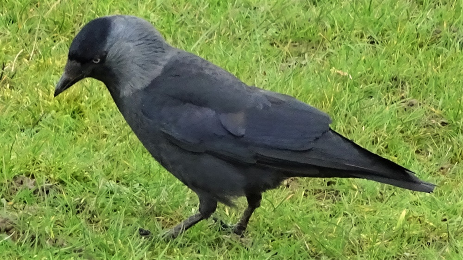 Jackdaw
﻿Corvus Monedula