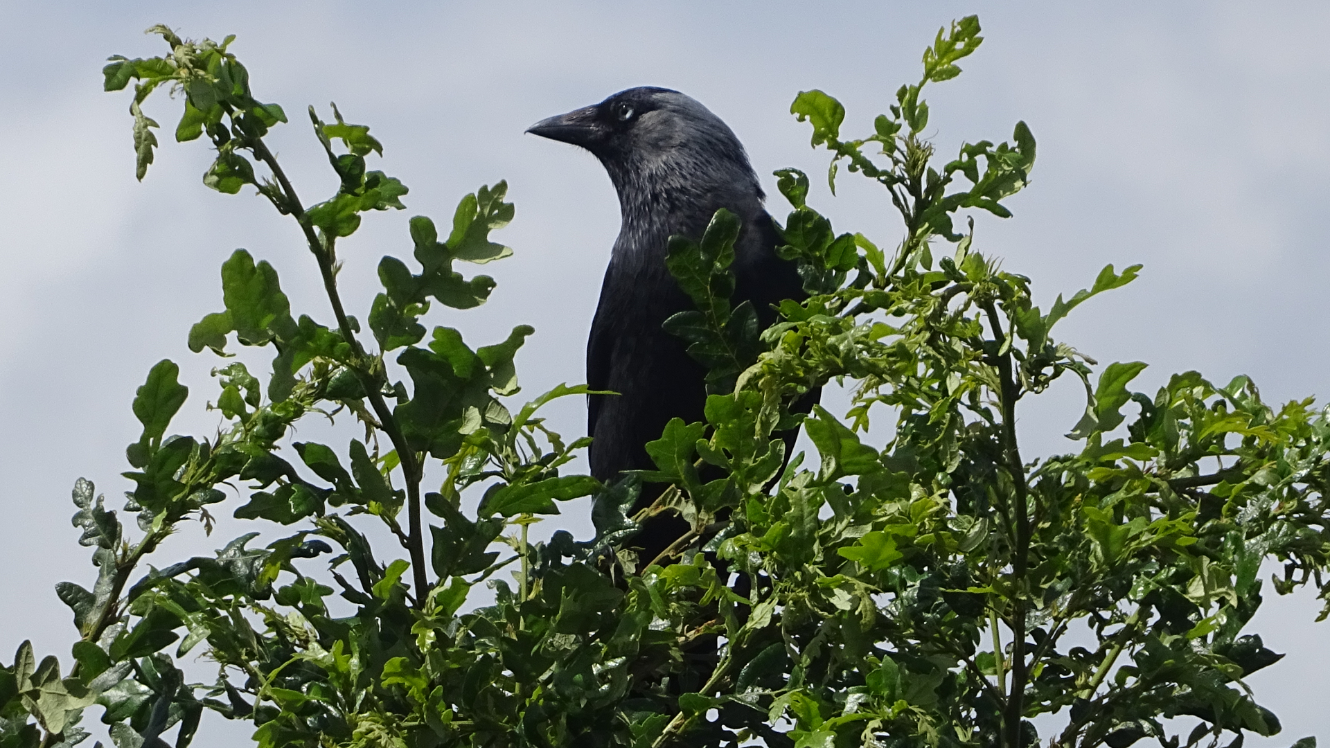 jackdaw