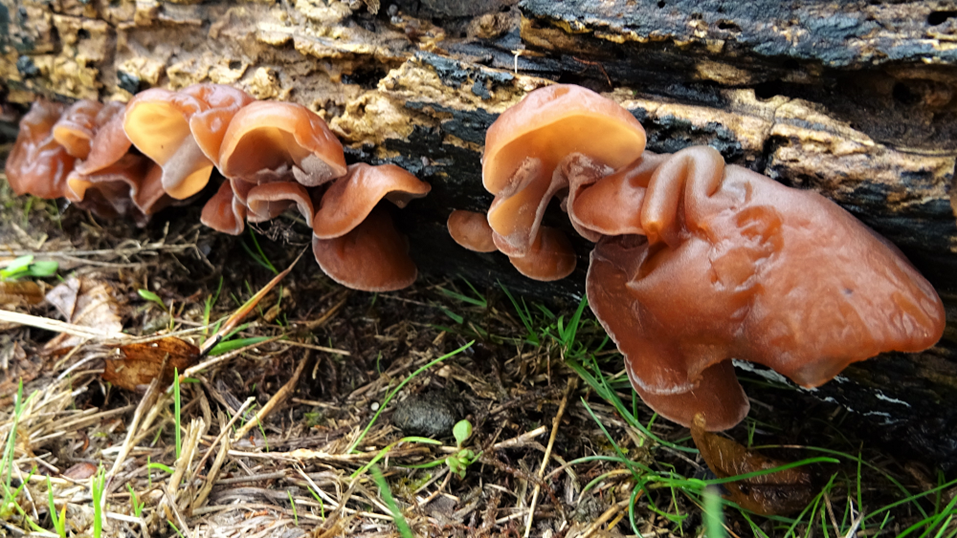 Jelly Ear
Auricularia auricula- judae