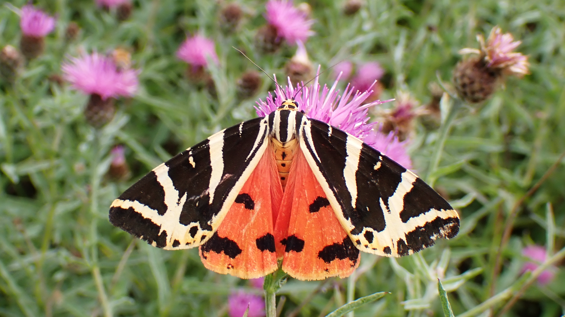 Jersey Tiger
Euplagia quadripunctaria