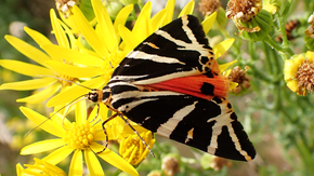 Jersey Tiger