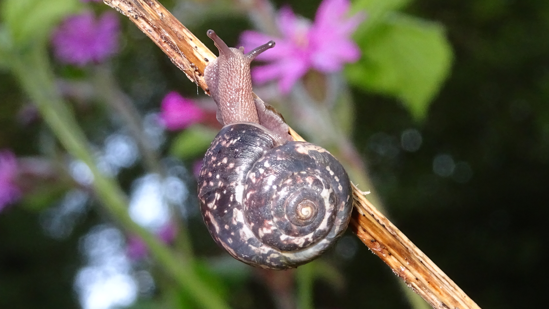 Kentish Snail 