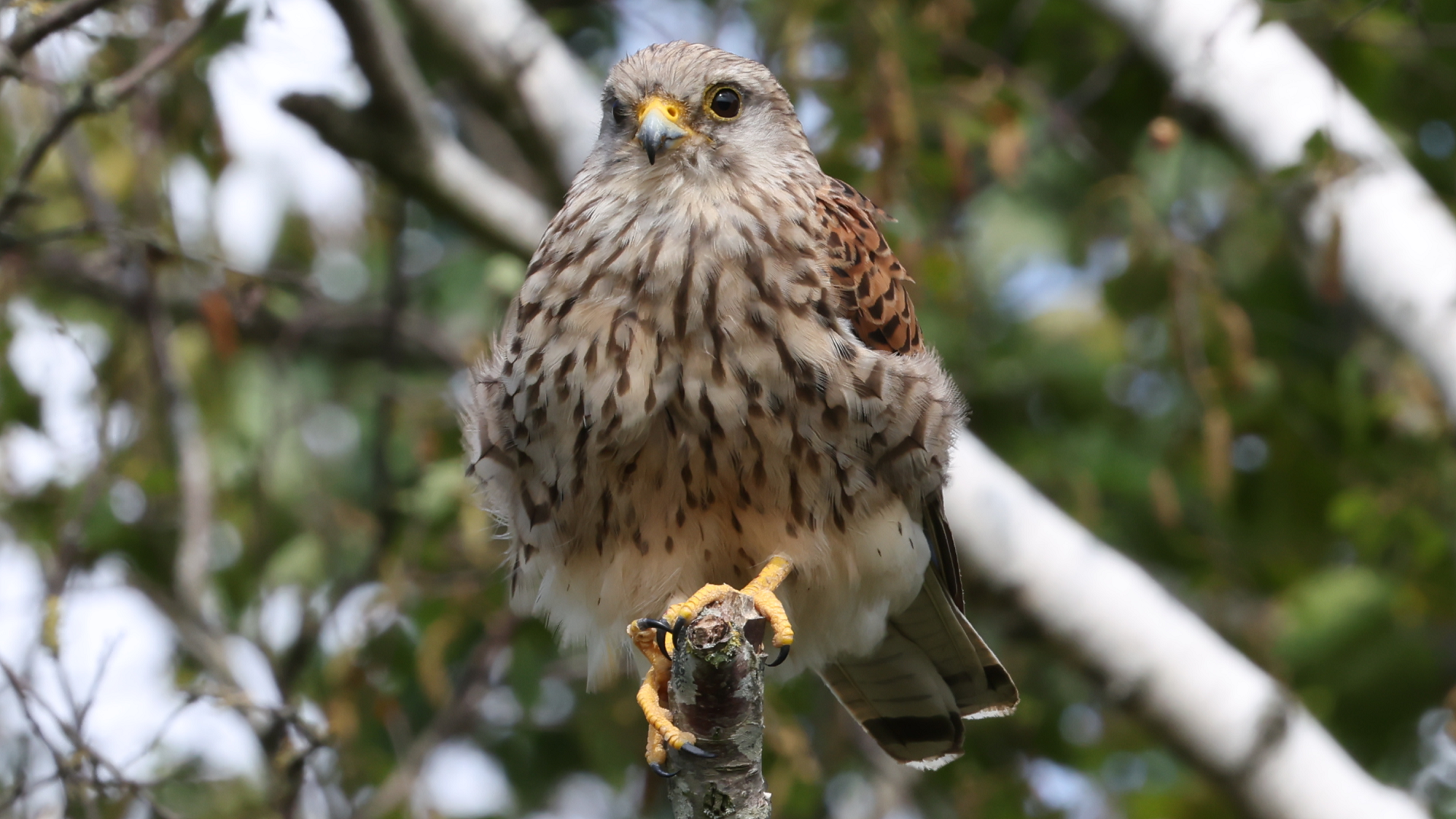 Kestrel
Falco tinnunculus