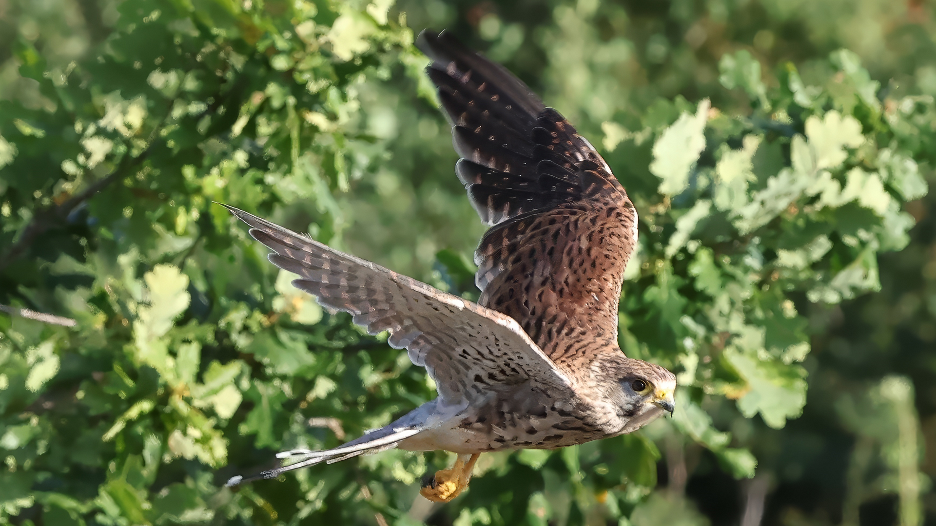 Kestrel
Falco tinnunculus