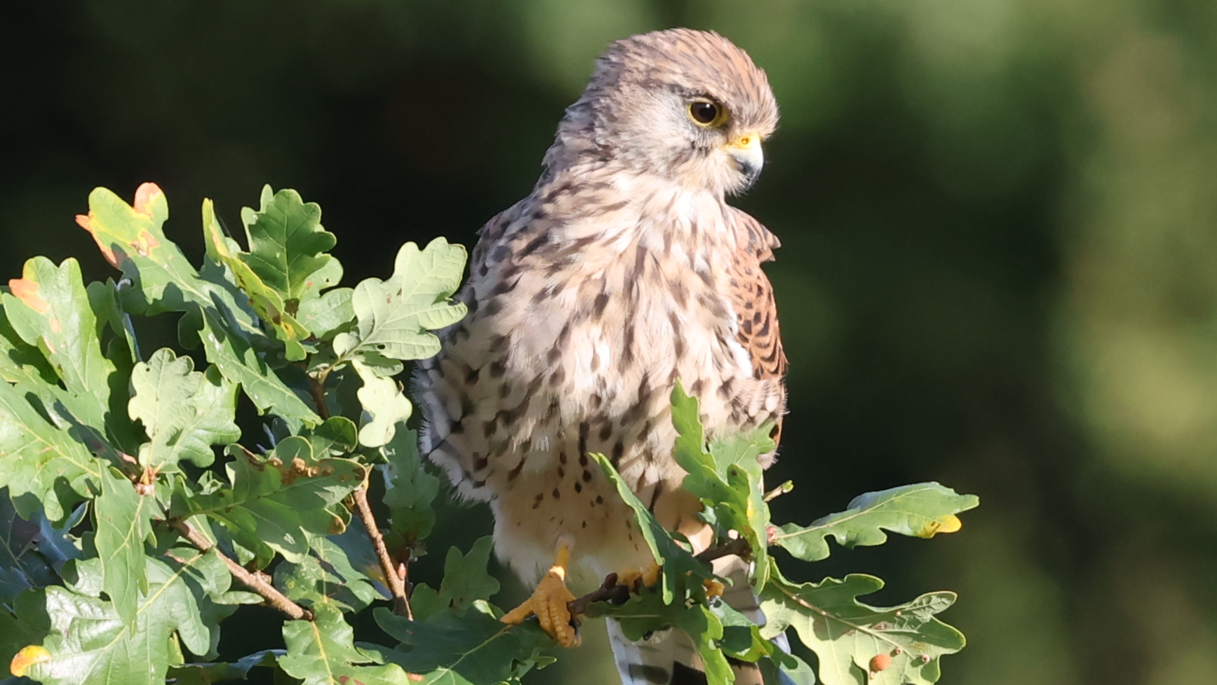 Kestrel
Falco tinnunculus