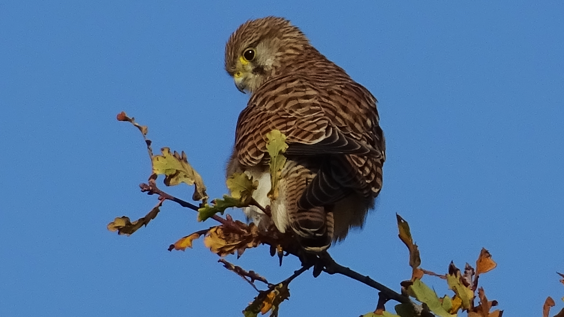 Kestrel
Falco tinnunculus