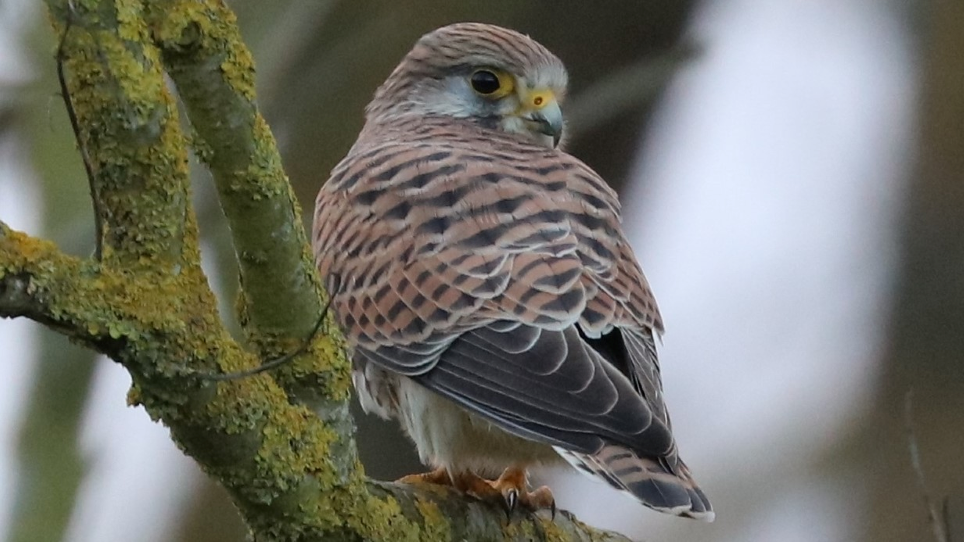 Kestrel
Falco tinnunculus