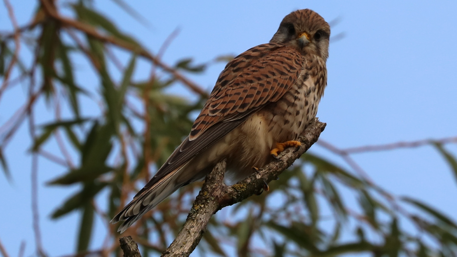 Kestrel