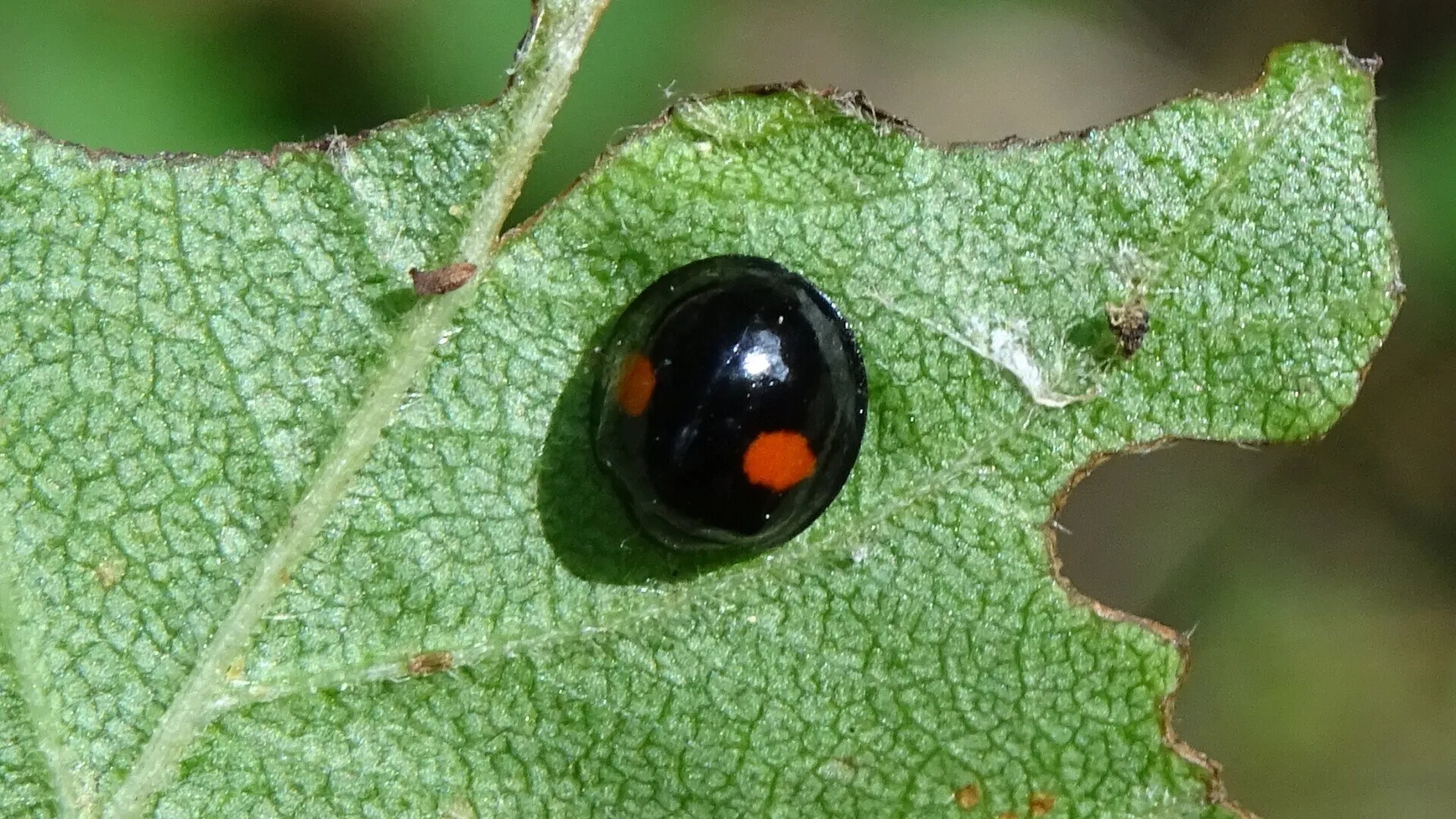 Kidney-spot Ladybird
Chilocorus renipustulatus