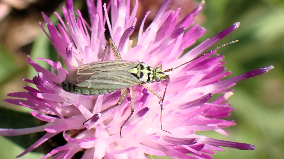 Knapweed Plant Bug