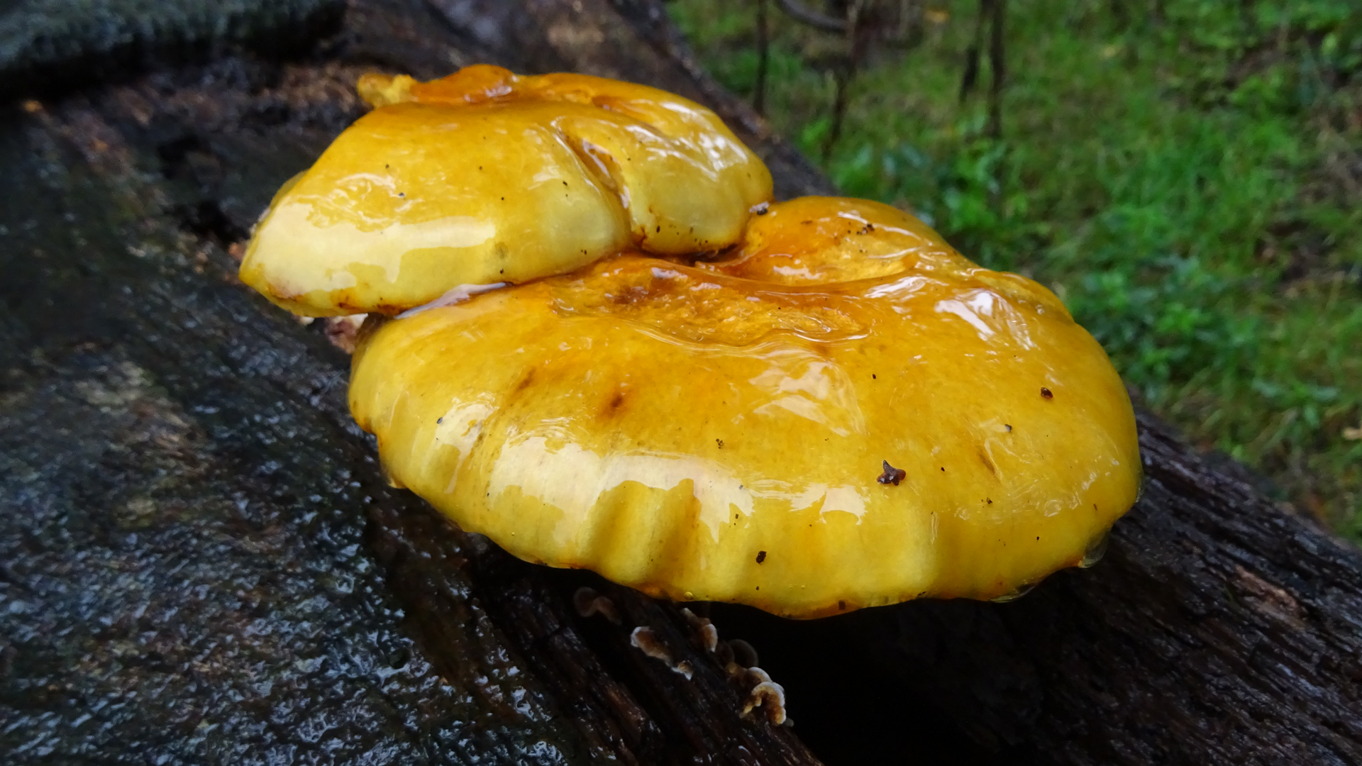 Laquered Bracket
Ganoderma lucidum