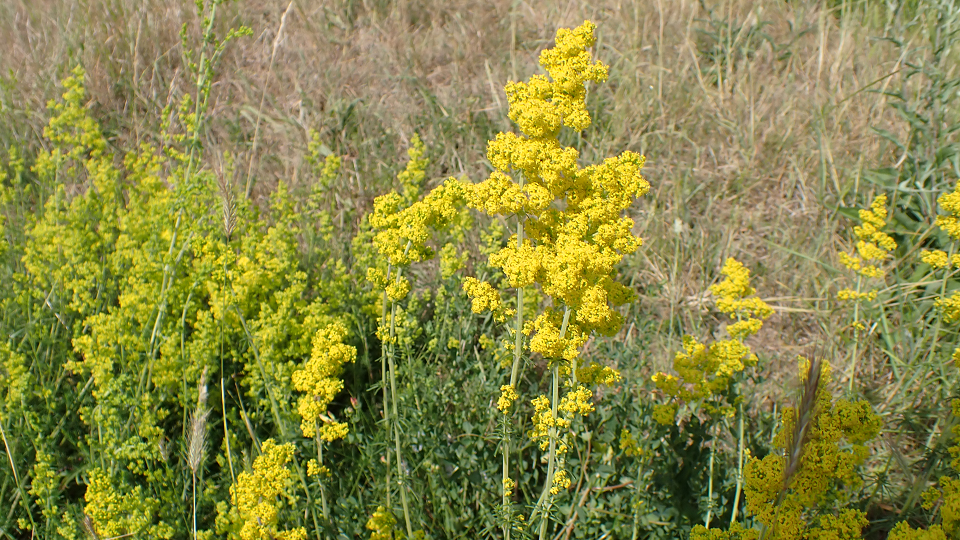 Lady's Bedstraw
Galium verum