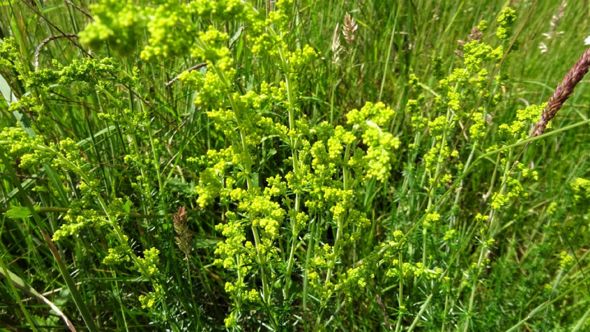 Lady's Bedstraw