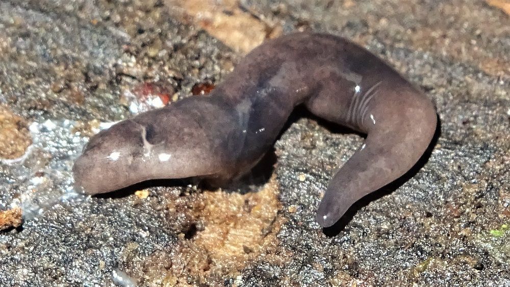 Flatworm
Microplana terrestris