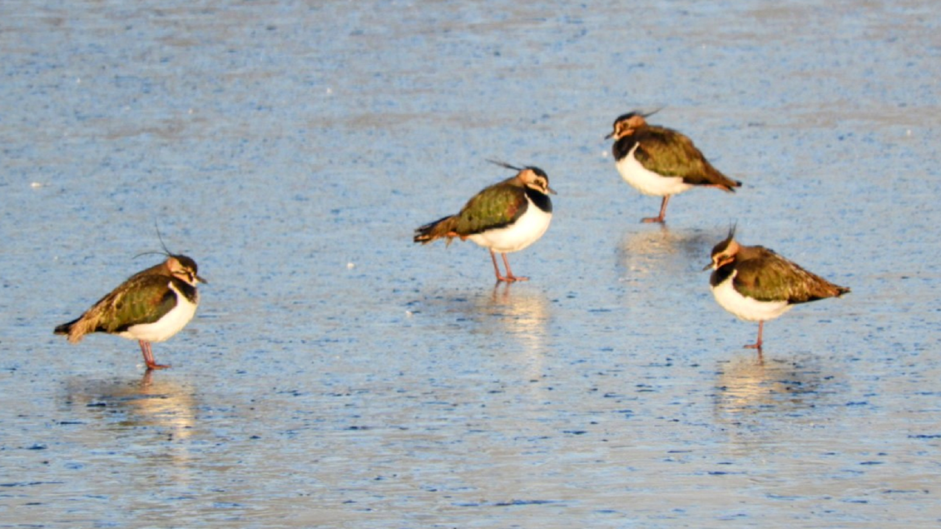 Lapwing