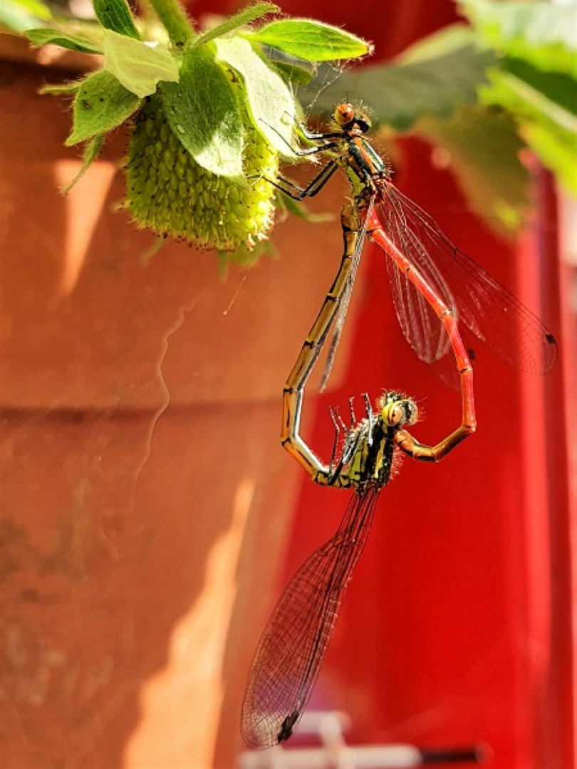 Large Red Dragonfly