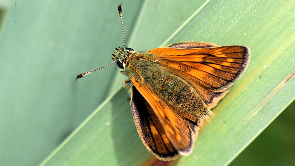 Large Skipper