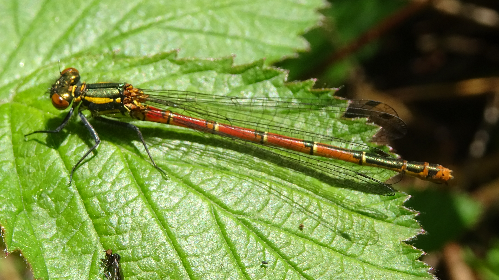 Large Red Damselfly