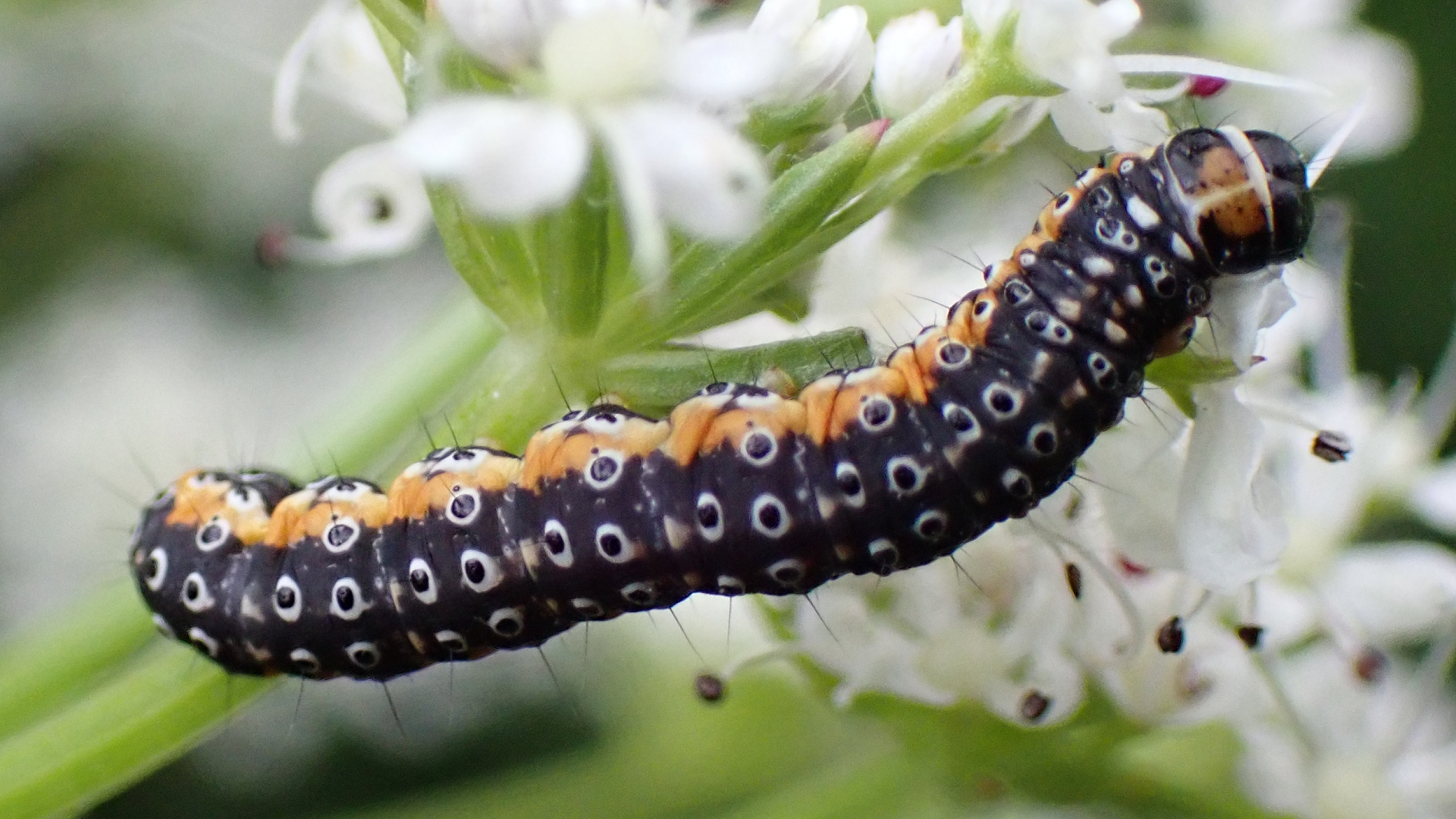 caterpillar