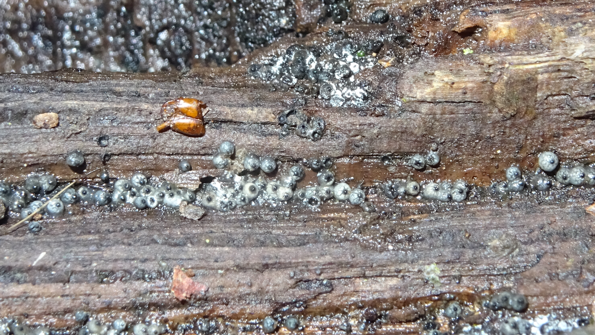 Wooly Woodwart
Lasiosphaeria ovina