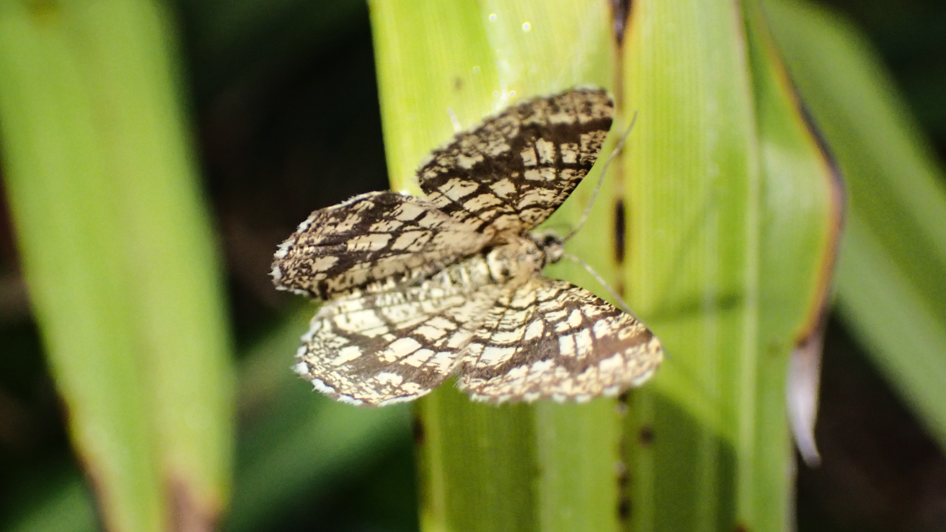 Latticed Heath
Chiasmia clathrata