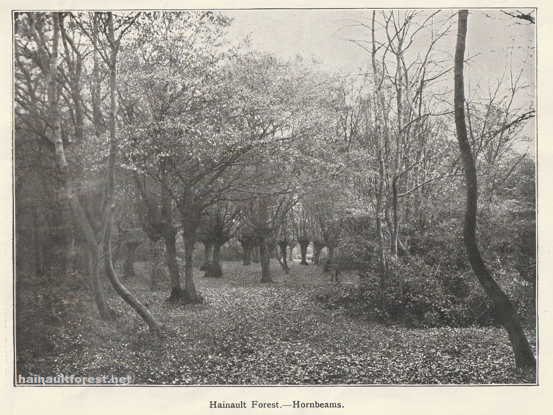 Dedication of Hainault Forest