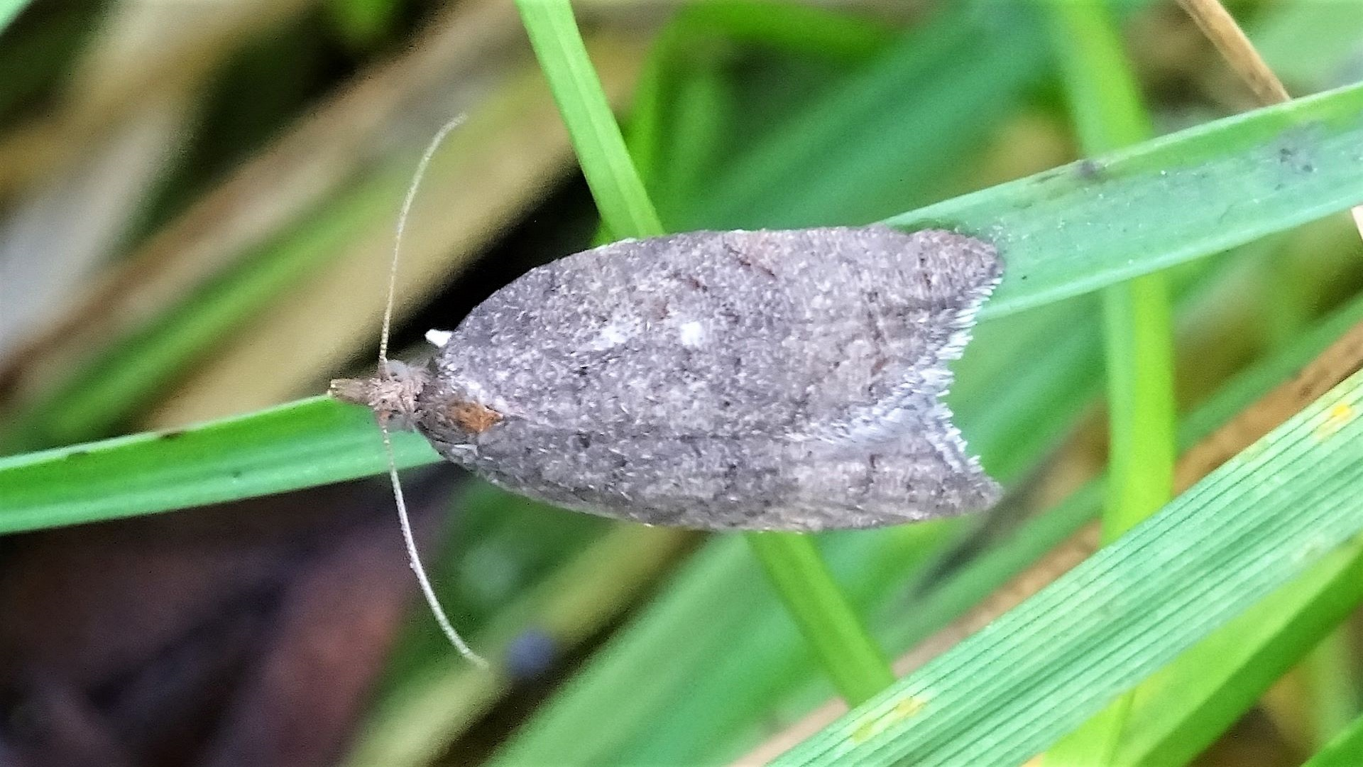 Lead-coloured Tortrix 