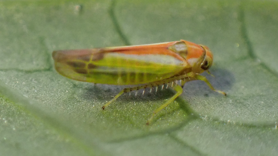 Leafhopper
Alebra albostriella