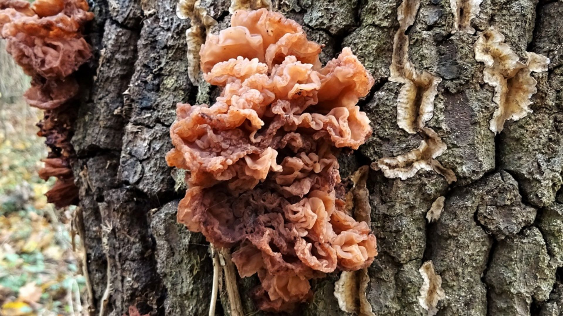 Leafy Brain
Tremella foliacea