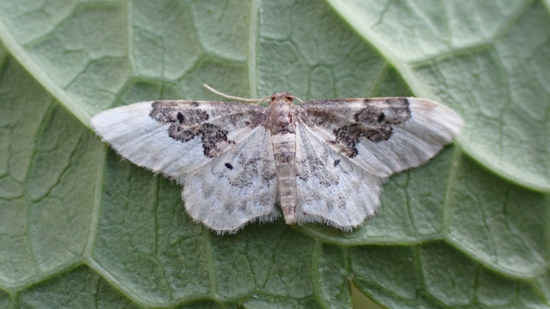 Least Carpet 
Idaea rusticata