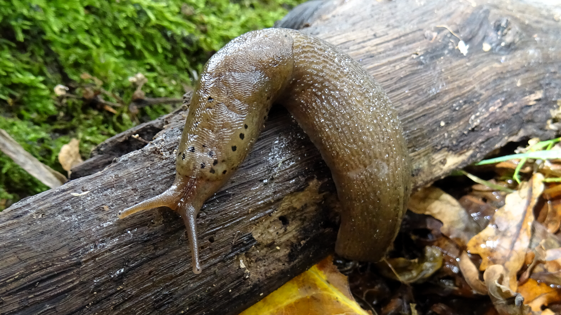 Leopard Slug