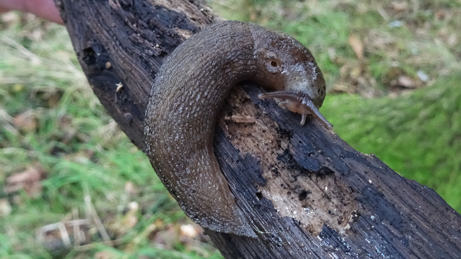 Leopard Slug