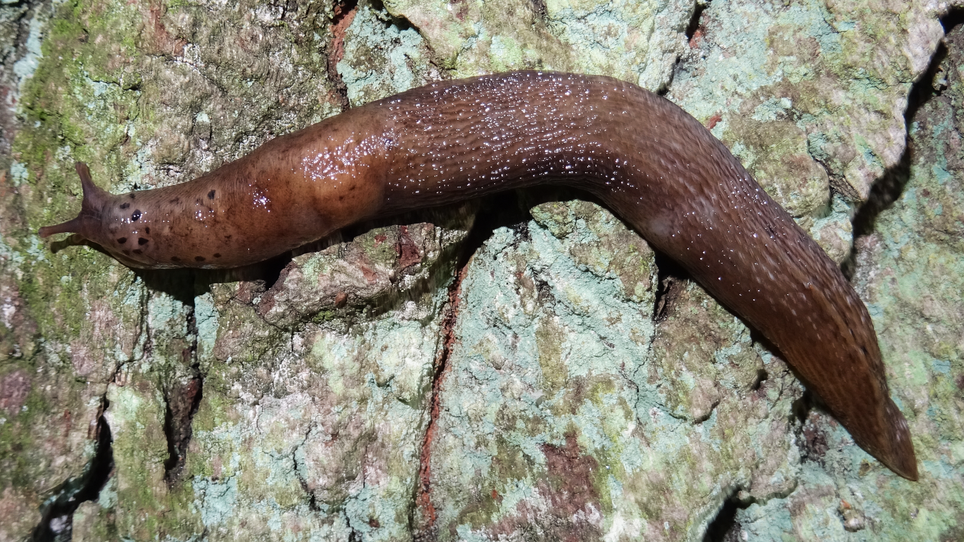 Leopard Slug