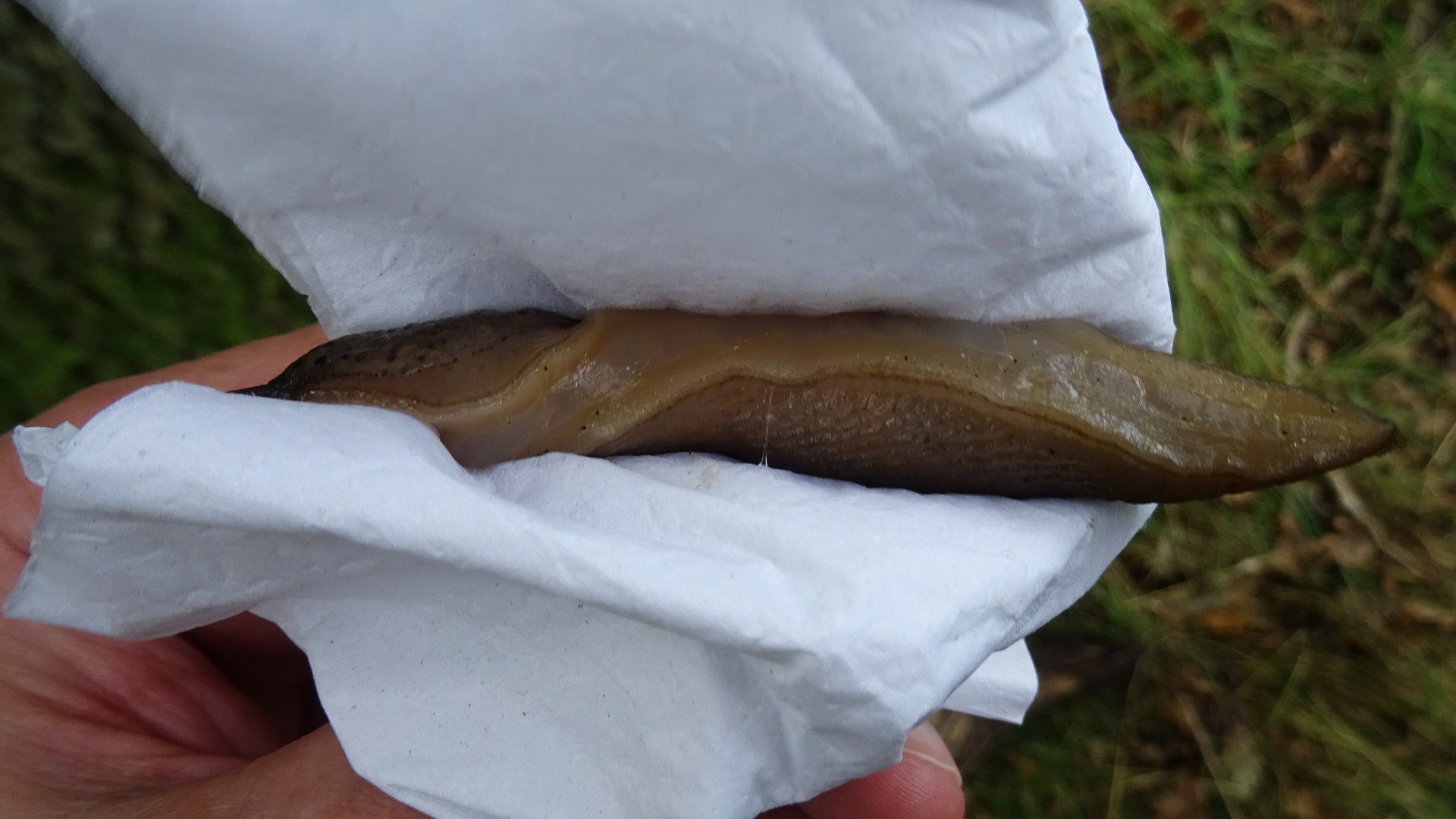 Leopard Slug