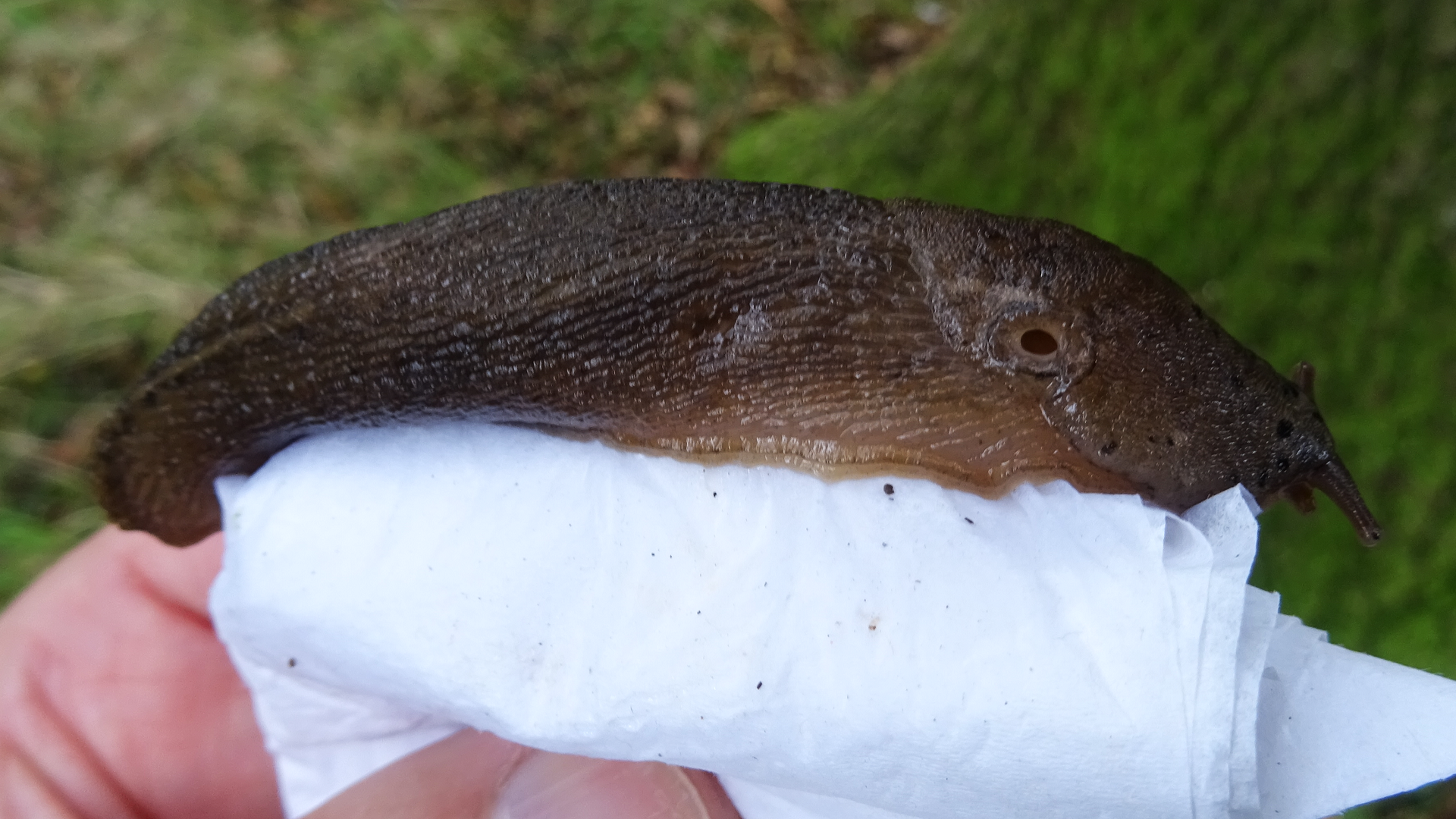 Leopard Slug