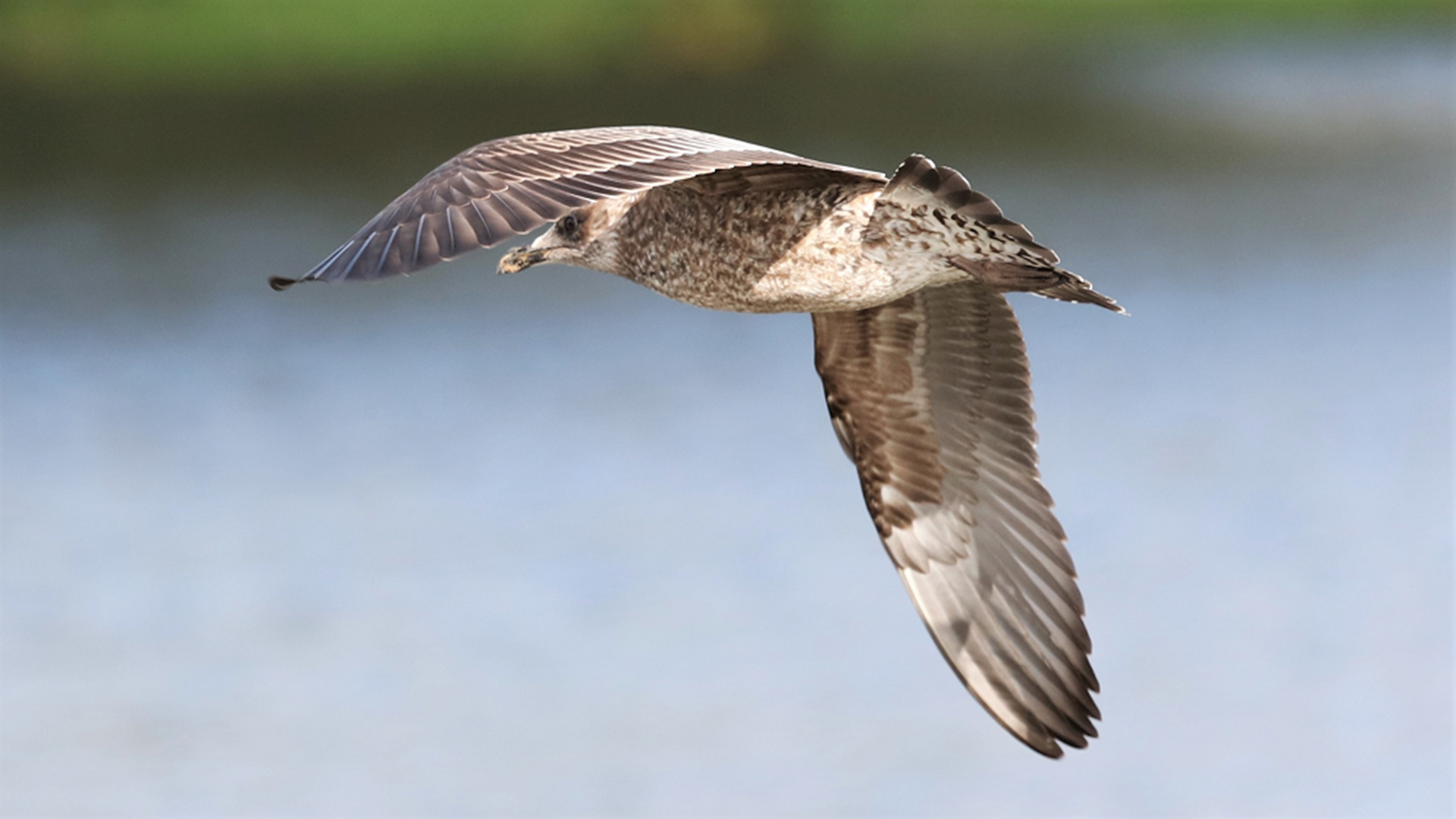 Lesser Black-backed Gull
Larus fuscus