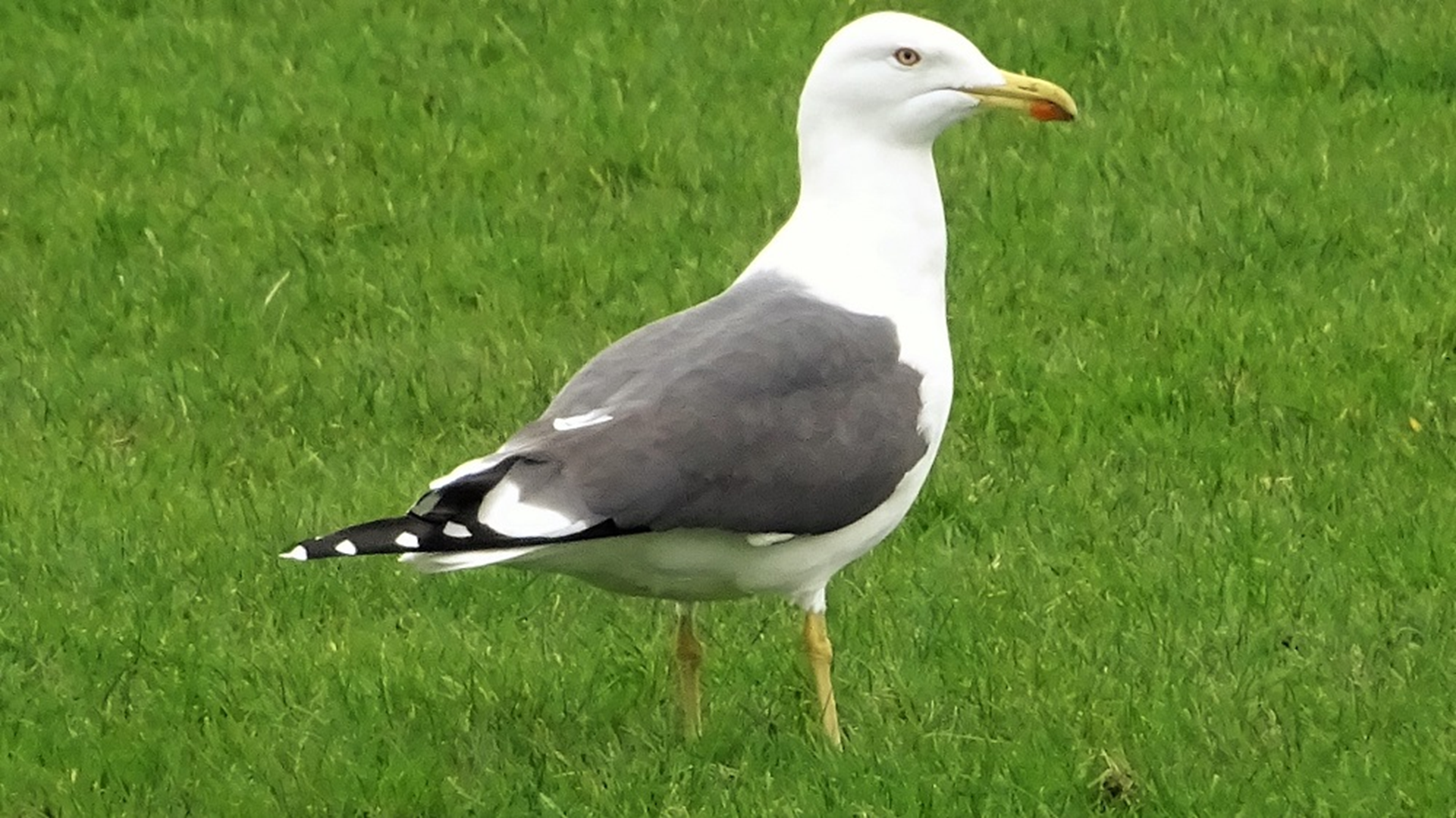 Lesser Black-backed Gull
Larus fuscus
