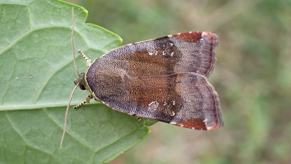 Lesser Broad-bordered Yellow Underwing
Noctua janthe