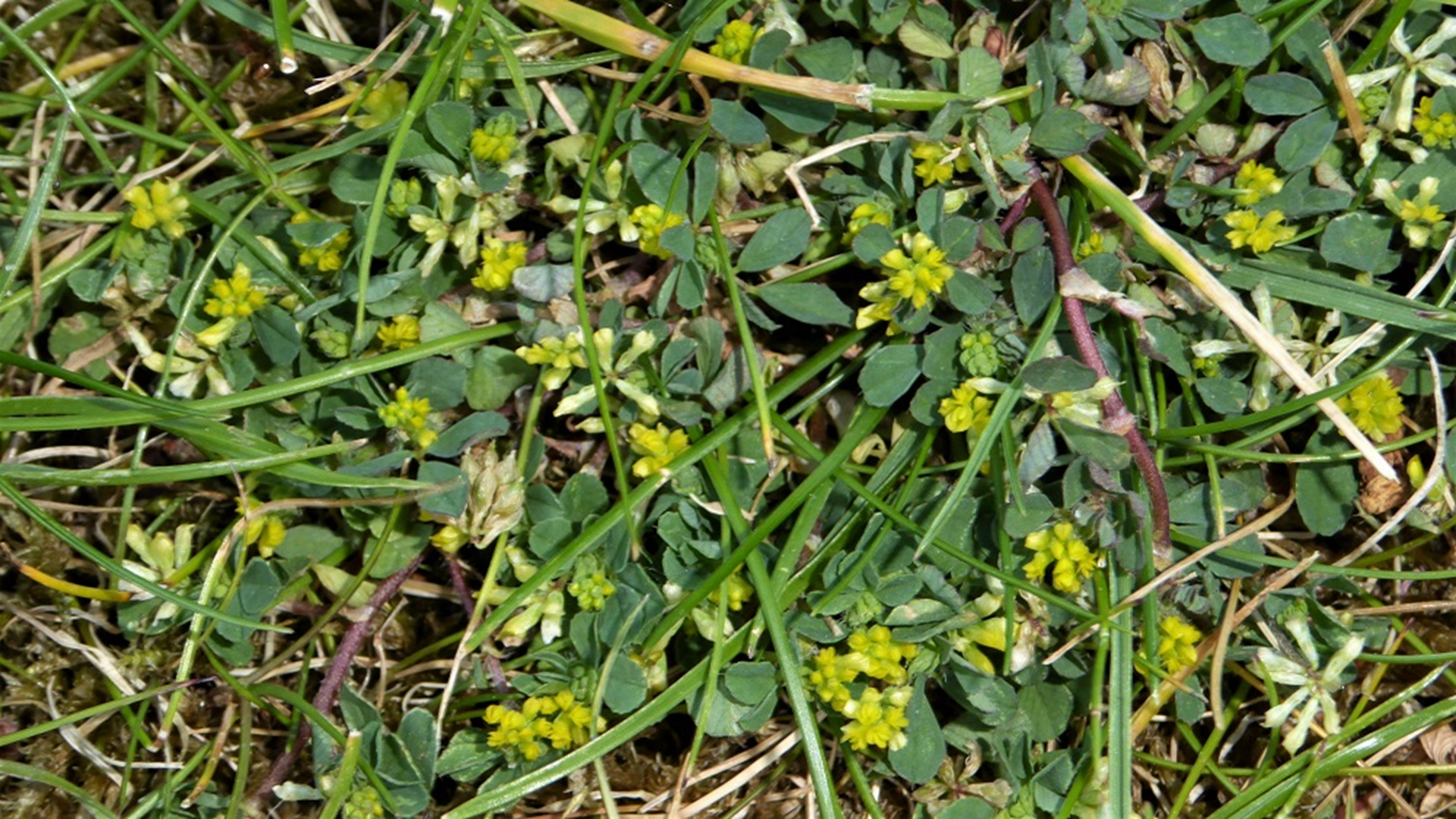Lesser Trefoil
Trifolium dubium