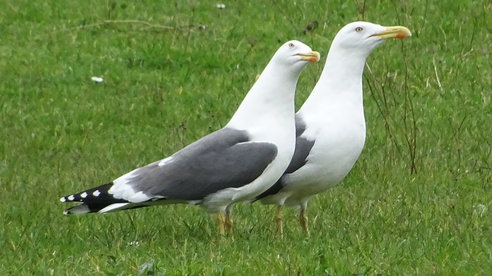 Lesser Black-backed Gull
Larus Fuscus