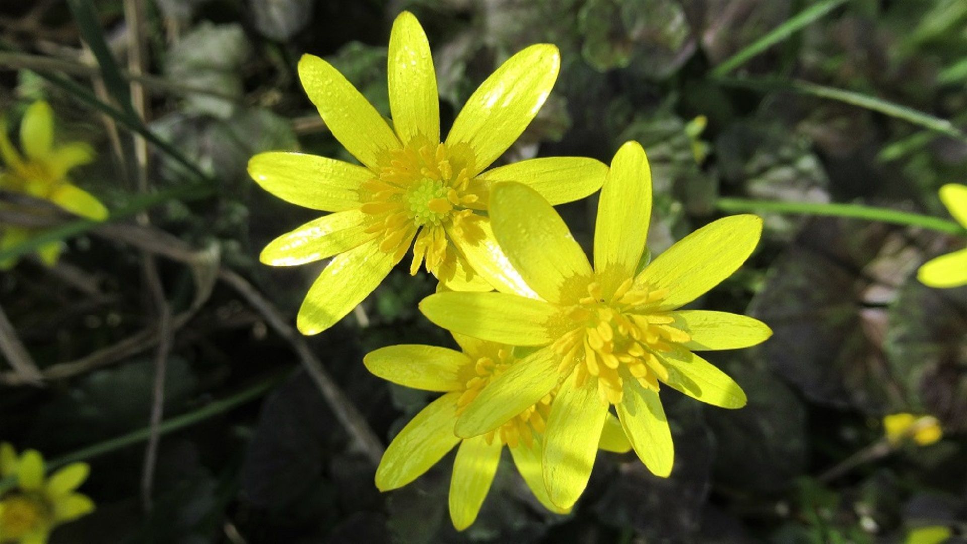 Lesser Celandine