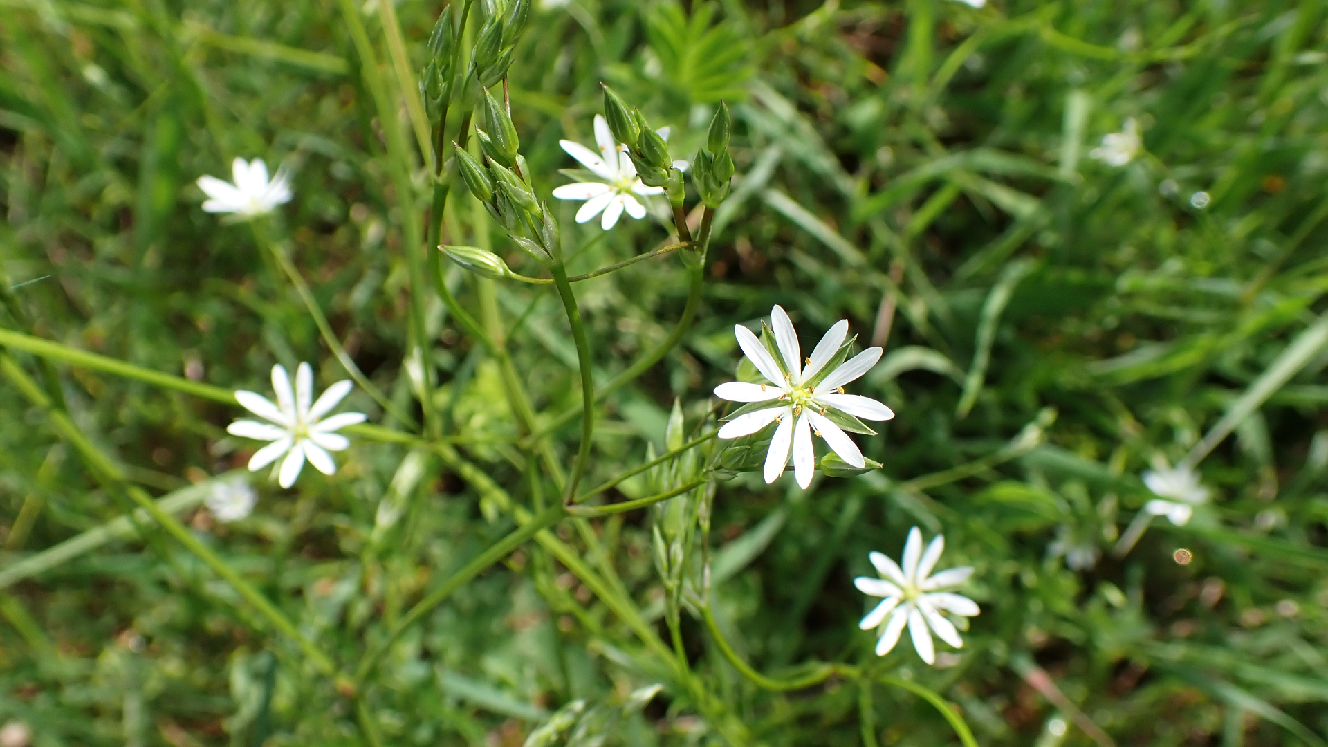 Lesser Stitchwort