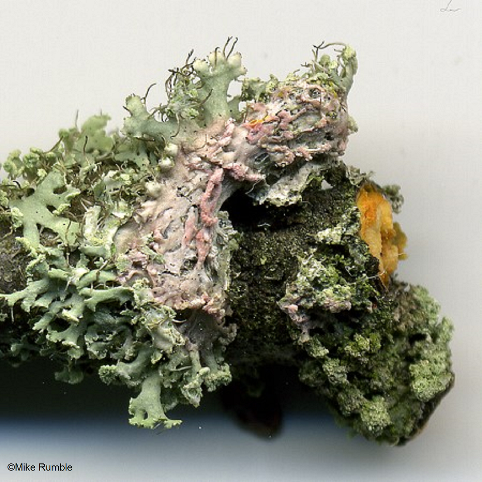 Laetisaria lichenicola