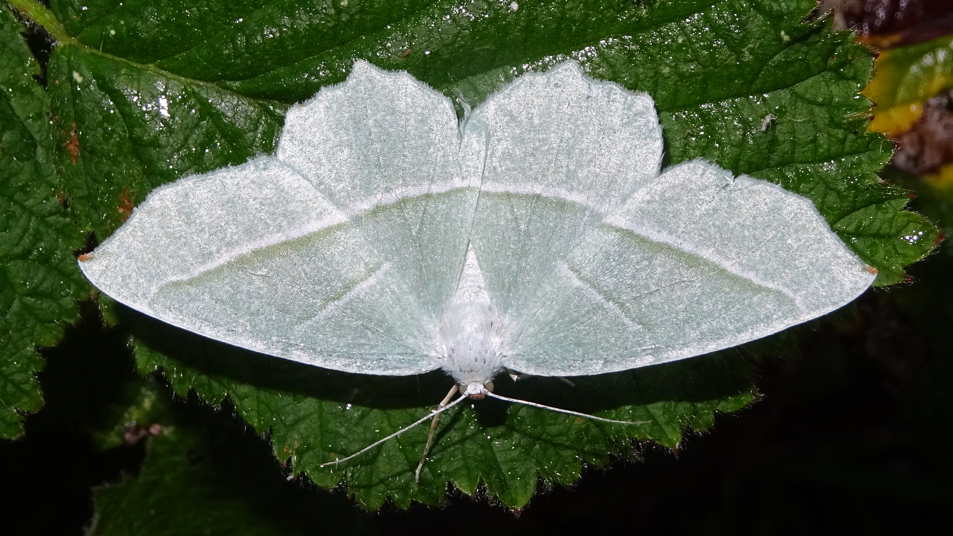 Blotched Emerald