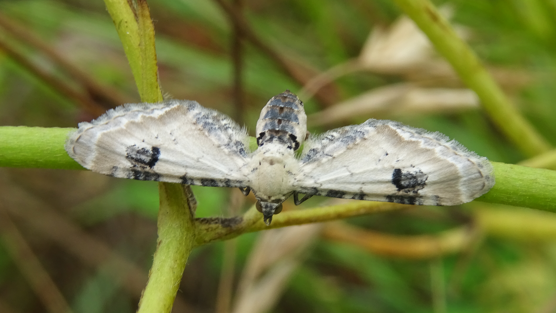 Lime-speck Pug
Eupithecia centaureata