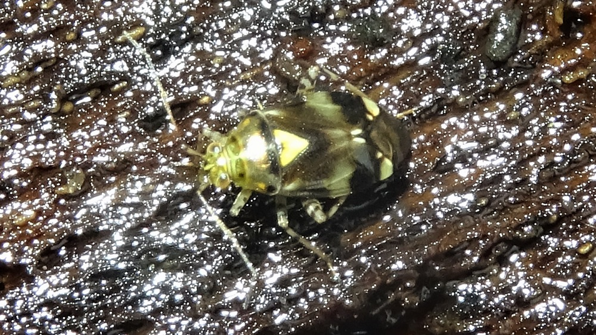 Mirid Bug
Liocoris tripustulatus